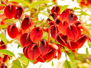 Erythrine-crete-de-coque-Erythrina Erythrine crête de coque - Erythrina