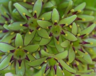 Eucomis-bicolor- Eucomis bicolor