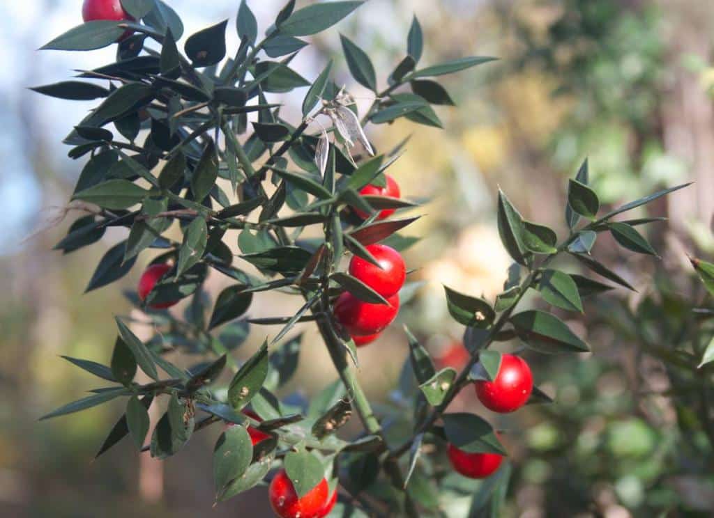 Fragon piquant - petit houx - Ruscus aculeatus