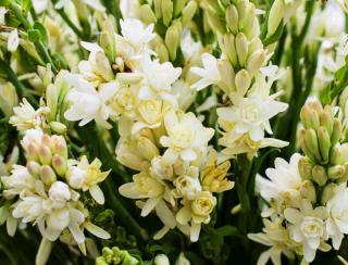 Tubereuse-Polianthes-Tuberosa Tubéreuse - Polianthes Tuberosa