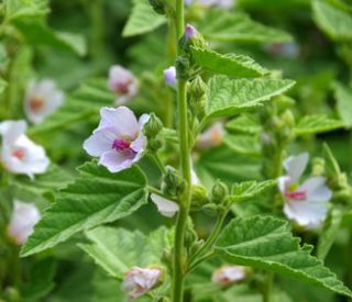 guimauve-althaea-officinalis guimauve