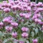 monarde monarde- - Monarde : une fleur très aromatique