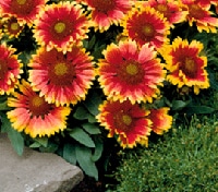 gaillardes gaillardes fleurs