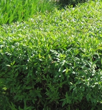 troene haie persistante