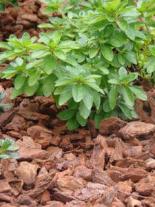 ecorce ecorce - Quel paillage choisir pour mon jardin ?