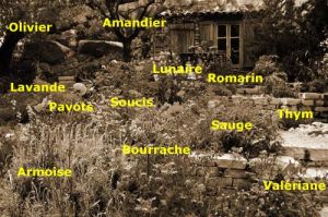jardin mediterranee jardinmediterraneesepialeg1 - Envie d'un jardin méditerranéen : voici nos idées de plantations
