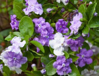 brunfelsia brunfelsia - Brunfelsia : Hier, Aujourd’hui, Demain