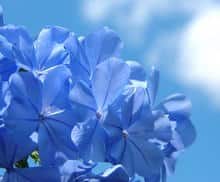 plumbago plumbago