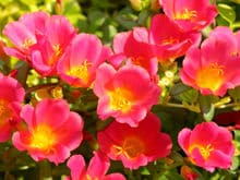 pourpier pourpier - Pourpier à grandes fleurs : tout ce qu'il faut savoir
