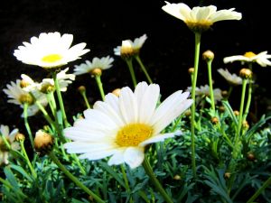 Chrysanthèmes en pot