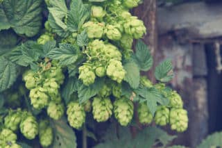 houblon houblon