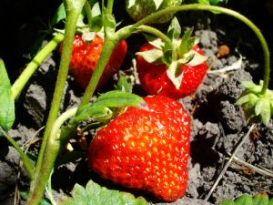 fraisier fraisier - Les fruitiers pour petit jardin et terrasse