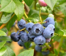 myrtiller myrtiller