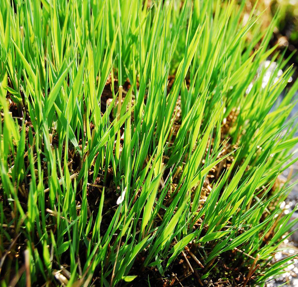Carex-laiche-hiver-entretien Carex en hiver au jardin