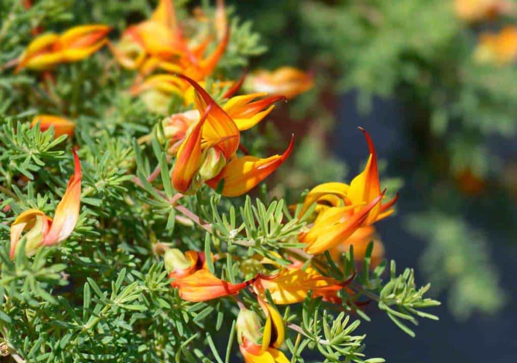 Lotus maculatus - lotier maculé