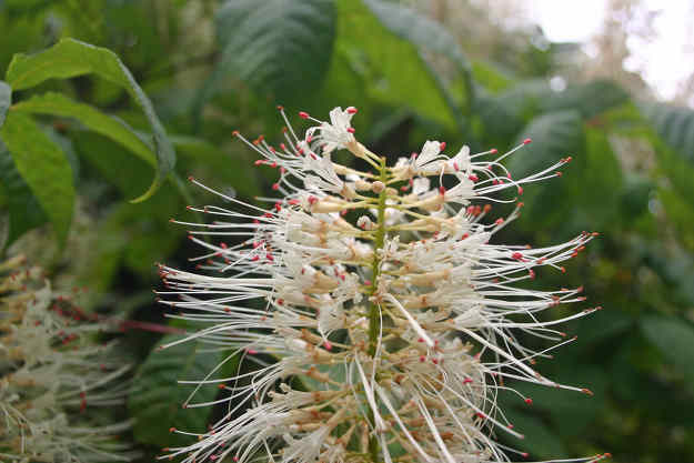 Aesculus-parviflora - Pavier blanc