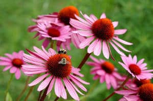 echinacea echinacea- - Echinacée : fleur superbe et vertueuse