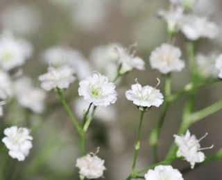gypsophile gypsophile