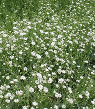 gypsophile-fleur gypsophile