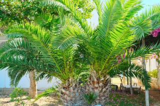 palmier-des-canaries-phoenix-canariensis palmier des canaries - phoenix canariensis