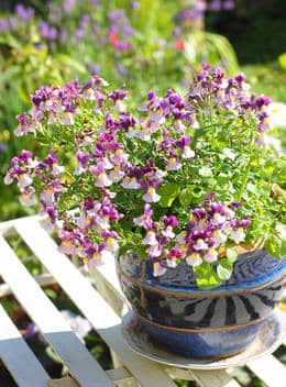 nemesia-en-pot nemesia en pot
