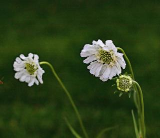 scabiosa-caucasica-alba-scabieuse-blanche scabiosa caucasica alba - scabieuse blanche