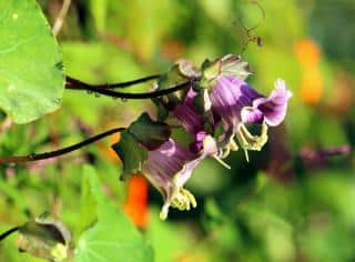 Cobee-cobaea-scandens-culture-et-entretien Cobée - cobaea scandens - culture et entretien