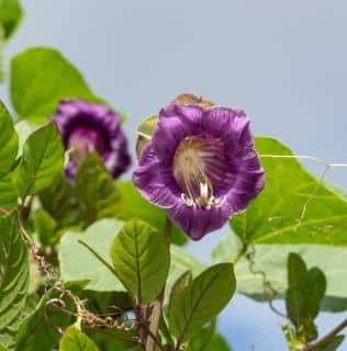 cobaea-cobee-grimpante-PLantation-et-semis cobaea scandens - cobée grimpante - PLantation et semis