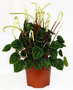 peperomia caperata peperomia caperata