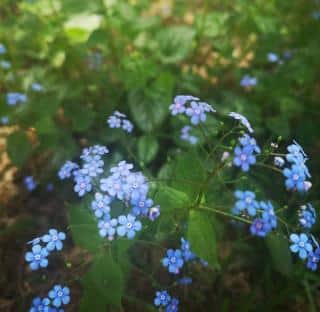 Brunnera Brunnera