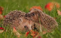 attirer-herisson Attirer les hérissons au jardin