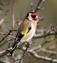 attirer-oiseau Attirer les oiseaux au jardin