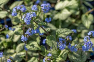 brunnera-macrophylla brunnera macrophylla