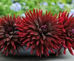 dahlia-chat-noir dahlia chat noir