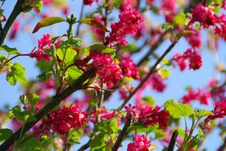 groseillier-a-fleurs1 groseillier a fleurs