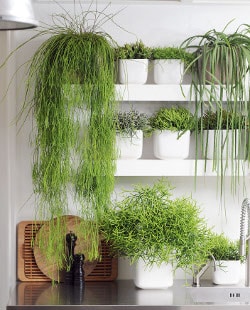 Rhipsalis6 Rhipsalis