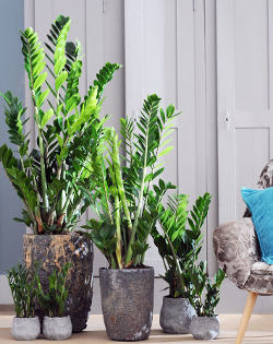 Zamioculcas6 Zamioculcas