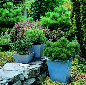 bonsai bonsai - Créez votre bonsaï !