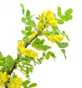 caragana Caragana arborescens
