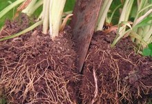 division des vivaces Division des vivaces pour multiplier et revigorer les plantes