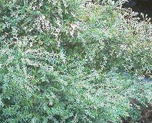 1246374089saulearbustif 1246374089saulearbustif - Saule marsault : plantation et entretien du Salix caprea