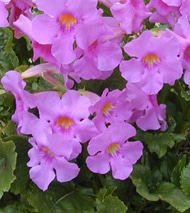 1246433046incarvillee 1246433046incarvillee - Incarvillée - Incarvillea : culture, entretien, floraison