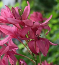 1246553076ixia ixia