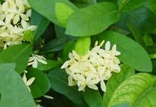 1247047190clerodendron - Les arbustes à floraison automnale