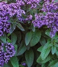 1247676825Heliotrope heliotrope