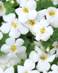 1247730009bacopa bacopa