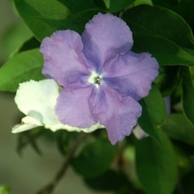 1247757633brunfelsia brunfelsia