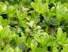 1247819622pachysandra 1247819622pachysandra - Pachysandra terminalis, un joli couvre-sol persistant