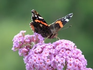 1255959810buddleja buddleja papillon