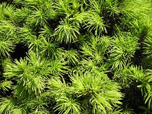 1269849248juniperus Juniperus